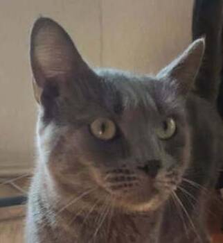 Blue -  Domestic Short Hair Cat for Adoption in Dayton, Minnesota - Blue | PetCurious