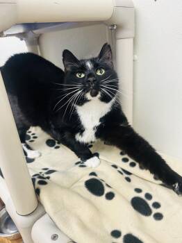 Rescue Domestic Short Hair Cats for Adoption in Plymouth, Connecticut - London | PetCurious