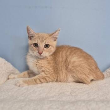 Oliver -  Domestic Short Hair Cat for Adoption in Wahiawa, Hawaii - Oliver | PetCurious