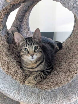 Rescue Domestic Short Hair Cats for Adoption in Champaign, Illinois - Biker | PetCurious