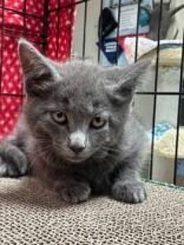 Ravioli -  Domestic Short Hair Cat for Adoption in Manitowoc, Wisconsin - Ravioli | PetCurious