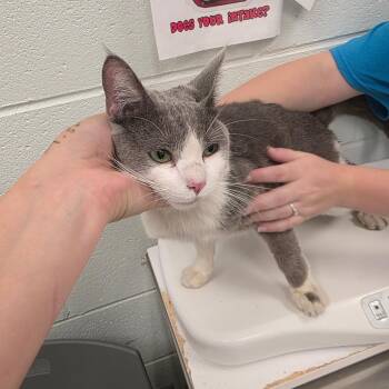 Jordie -  Domestic Short Hair Cat for Adoption in Chattanooga, Tennessee - Jordie | PetCurious