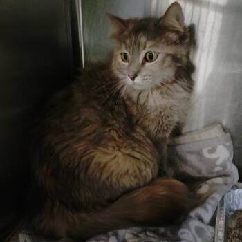 Louisa -  Domestic Long Hair Cat for Adoption in San Gabriel, California - Louisa | PetCurious