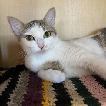 Daisy -  Domestic Short Hair Cat for Adoption in Chesapeake, Virginia - Daisy | PetCurious