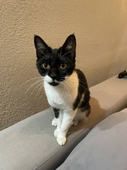 Rescue Domestic Short Hair Cats for Adoption in Dallas, Texas - Domina | PetCurious