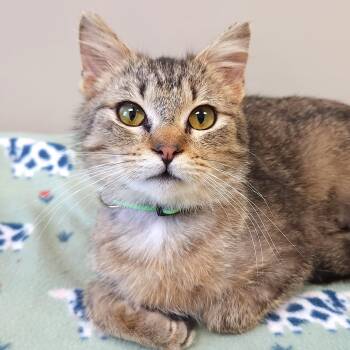 Torbie Cats Available for Adoption in Marshfield, Wisconsin - Hestia | PetCurious