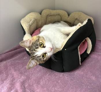 Domestic Short Hair Cats Available for Adoption in Elmsford, New York - Tomatillo | PetCurious