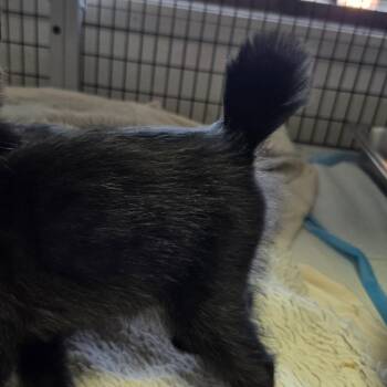 Willapa (white) -  Domestic Short Hair Cat for Adoption in Belfair, Washington - Willapa (white) | PetCurious