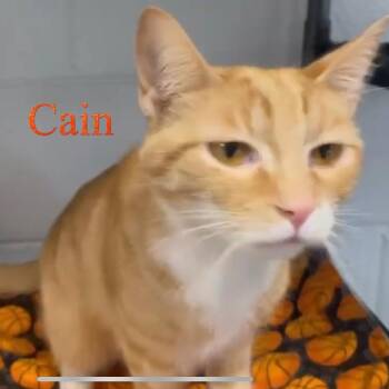 Domestic Short Hair Cats Available for Adoption - Cain | PetCurious