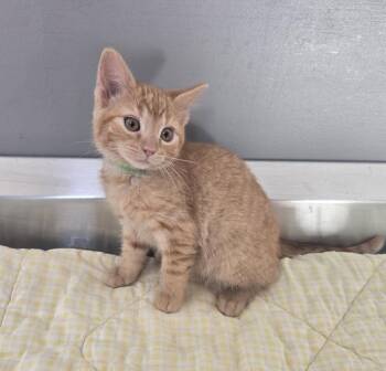 Liberty -  Domestic Short Hair Cat for Adoption in Dickson, Tennessee - Liberty | PetCurious