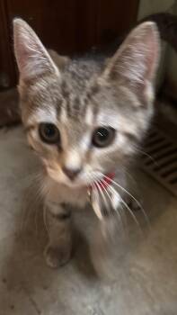 Rescue Domestic Short Hair Cats for Adoption in Lemoyne, Pennsylvania - Ruby | PetCurious