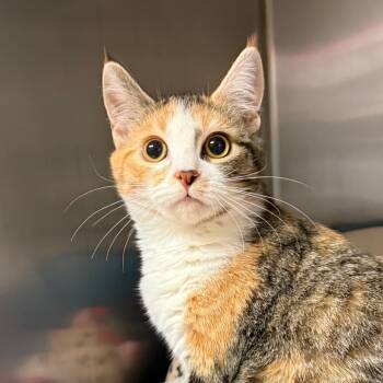 Rescue Domestic Short Hair Cats for Adoption in Spokane, Washington - Alfie | PetCurious