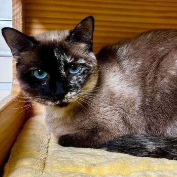 Tinker Bell -  Siamese Cat for Adoption in New Philadelphia, Ohio - Tinker Bell | PetCurious