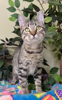 Felix -  Domestic Short Hair Cat for Adoption in Hastings, Nebraska - Felix | PetCurious