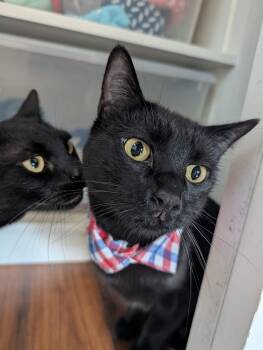 Rescue Domestic Short Hair Cats for Adoption in Fremont, California - Kevin | PetCurious