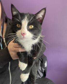 Domestic Short Hair Cats Available for Adoption - *Licorice* | PetCurious