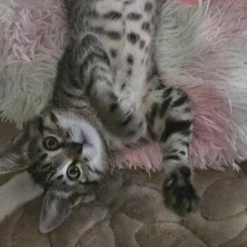 Pepper -  Domestic Short Hair Cat Available for Adoption in Costa Mesa, California - Pepper | PetCurious