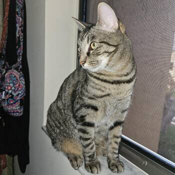 Scoops -  Domestic Short Hair Cat for Adoption in West Palm Beach, Florida - Scoops | PetCurious