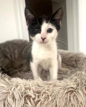 Petunia -  Domestic Short Hair Cat for Adoption in North Babylon, New York - Petunia | PetCurious