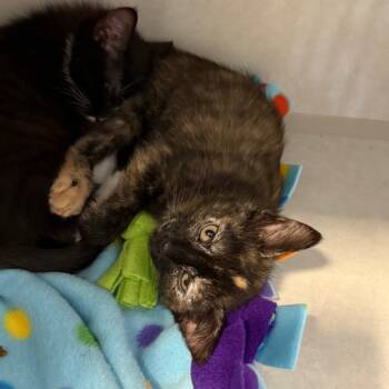 Rescue Domestic Short Hair Cats for Adoption in Summerville, South Carolina - Lena | PetCurious