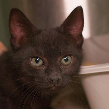 Saba (and Plantain) -  Domestic Short Hair Cat for Adoption in Seattle, Washington - Saba (and Plantain) | PetCurious