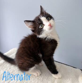 Alternator -  Domestic Short Hair Cat for Adoption in Bethel, Ohio - Alternator | PetCurious