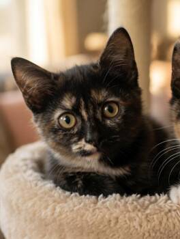 Violet -  Domestic Short Hair Cat for Adoption in Fort Myers, Florida - Violet | PetCurious