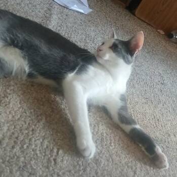American Shorthair Cats Available for Adoption - Shadow | PetCurious