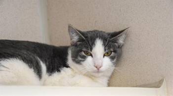 Domestic Short Hair Cats Available for Adoption in Loveland, Colorado - LENOX | PetCurious