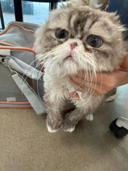 Scottish Fold Cats Available for Adoption in Fort Lauderdale, Florida - TOFFY | PetCurious