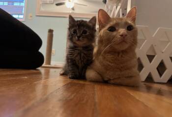 Domestic Medium Hair Cats Available for Adoption - Annette And Mama Cara Cara  | PetCurious