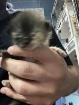 JESSE -  Domestic Short Hair Cat for Adoption in Dallas, Texas - JESSE | PetCurious
