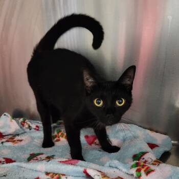 Rescue Domestic Short Hair Cats for Adoption in Monroe, Michigan - Talia | PetCurious