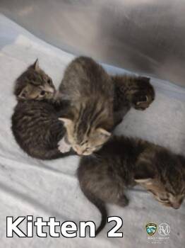 Domestic Short Hair Cats Available for Adoption in Rocky Mount, North Carolina - Kitten 2 | PetCurious
