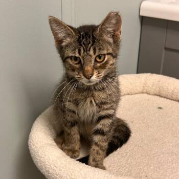 Leah -  Domestic Short Hair Cat for Adoption in Carmel, Indiana - Leah | PetCurious