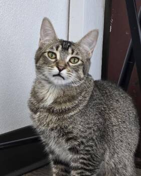 Yazmin -  Domestic Short Hair Cat for Adoption in Prineville, Oregon - Yazmin | PetCurious
