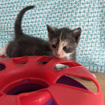 Anise -  Domestic Medium Hair Cat for Adoption in Wappingers Falls, New York - Anise | PetCurious