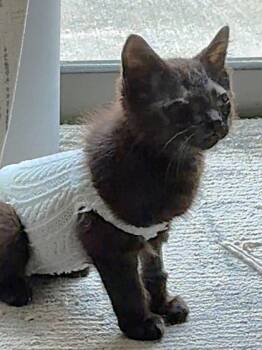 One Eyed Jack -  Domestic Short Hair Cat for Adoption in Kansas City, Missouri - One Eyed Jack | PetCurious