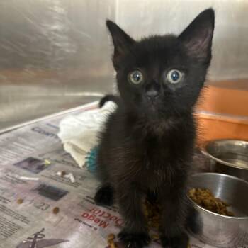 Domestic Short Hair Cats Available for Adoption in San Antonio, Texas - Nightwing | PetCurious