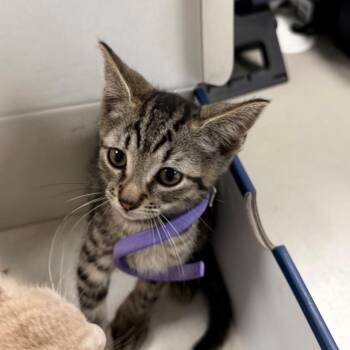 Walnut -  Domestic Short Hair Cat for Adoption in Philadelphia, Pennsylvania - Walnut | PetCurious