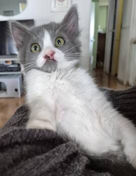 Sydney -  Domestic Medium Hair Cat for Adoption in San Luis Obispo, California - Sydney | PetCurious
