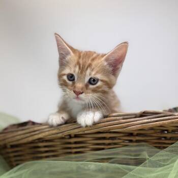 Bubblegum-C -  Domestic Short Hair Cat for Adoption in East St. Louis, Illinois - Bubblegum-C | PetCurious