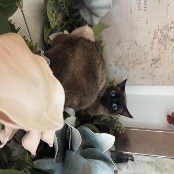 Pancake -  Siamese Cat for Adoption in Largo, Florida - Pancake | PetCurious
