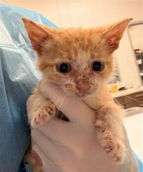 POUFFE -  Domestic Short Hair Cat for Adoption in Baytown, Texas - POUFFE | PetCurious