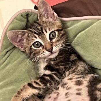 Road Trip -  Domestic Short Hair Cat for Adoption in Walnut Creek, California - Road Trip | PetCurious