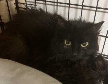2026-57 Rowena - in foster -  Domestic Long Hair Cat for Adoption in Windsor, Connecticut - 2026-57 Rowena - In Foster | PetCurious
