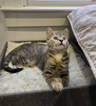 Rescue Domestic Short Hair Cats for Adoption in Myerstown, Pennsylvania - Amy Rose | PetCurious