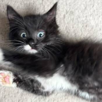 Flapjack -  Domestic Short Hair Cat for Adoption in Cumming, Georgia - Flapjack | PetCurious
