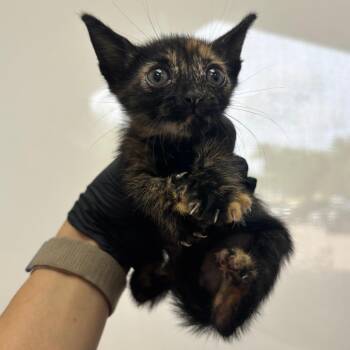 Sara -  Domestic Short Hair Cat for Adoption in Corpus Christi, Texas - Sara | PetCurious