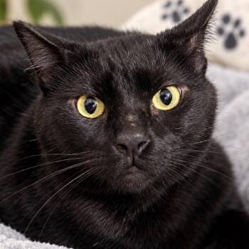 Coke -  Domestic Short Hair Cat for Adoption in Beaverton, Oregon - Coke | PetCurious